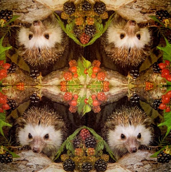 007 Tiere Herbst - Ambiente